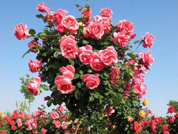 不同颜色玫瑰花的花语是什么？