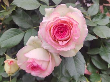 玫瑰是生活中的浪漫调味品