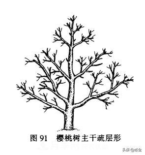 苗木的树形怎么区分？(图1)