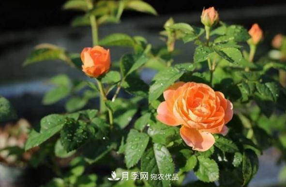 上海龙凤419，月季花秋季施肥方法(图1)