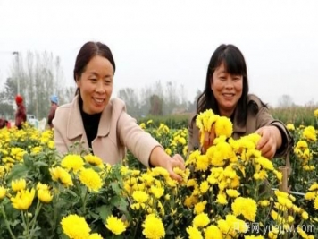 农民种植菊花，既能欣赏也能致富发家