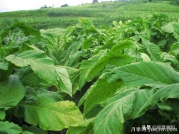 方城柳河：推进烟叶种植，致力乡村发展
