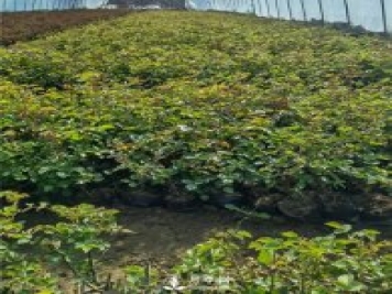 各类盆栽月季上市，南阳杯苗基地全国批发中