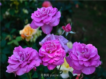 南昌滨江月季园，带你去看天下风流的江西月季花