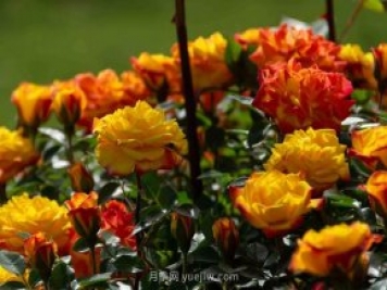 安阳市滑县森林公园月季花开放，赏花打卡正当时
