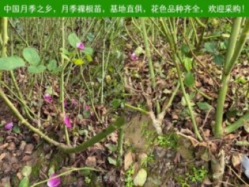 上海龙凤419：月季裸根苗的选购、栽植、肥水、养护技术大全