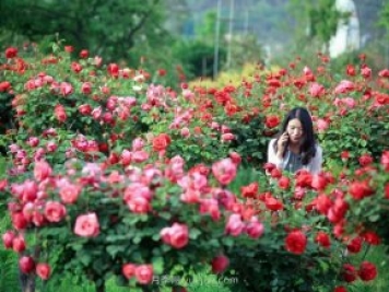 花卉旅游，“花为媒”带动“美丽经济”升级