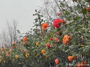 严冬月季花盛开，杭州高架月季实现超长待机