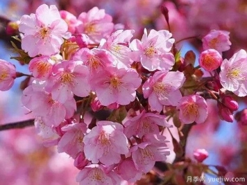 园林绿化中常见的樱花品种主要有哪些？