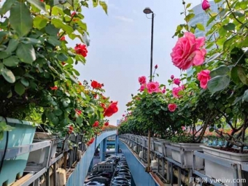 1.2万株月季盛开，南昌八一桥景观花廊拥抱春景