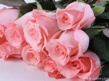 戴安娜玫瑰的花语是什么？有图片的更好？