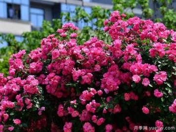 武汉新增多条绝美月季花道，江城处处花海景观