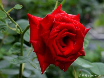 2023年情人节十大玫瑰品种销量榜，卡罗拉位居首位
