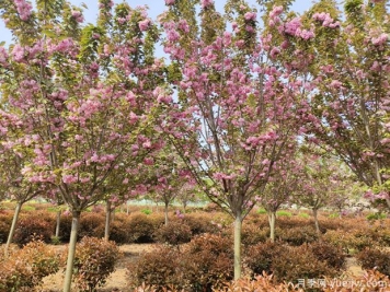 樱花树几年可以开花？日本晚樱开花的观赏价值