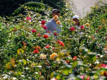 南宁花卉公园3万株月季入盛花期，市民闻香而来