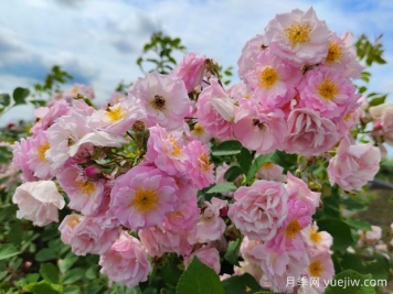 山木香和野蔷薇的辨识区别