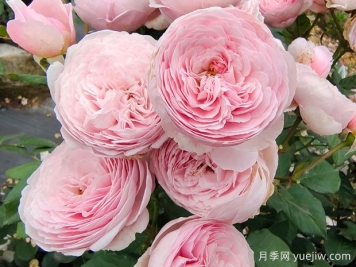 19朵粉色玫瑰花语是什么？