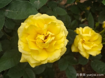 黄玫瑰的花语是什么？黄玫瑰的寓意和象征