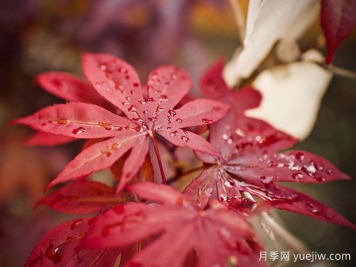 日本红枫、美国红枫、中国红枫到底有何不同？