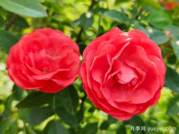 种上木香蔷薇花蛮强爆花，红橙白黄木香你喜欢哪个？