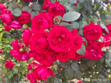 6款红色系的藤本月季品种，适合打造网红花墙