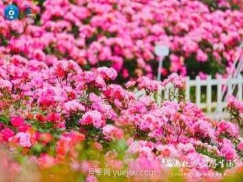 2024年第二届杭州市月季花展举办，赏500万株月季