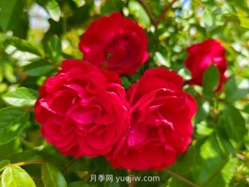 月季红木香爆花机器，花艳丽花量大花期长