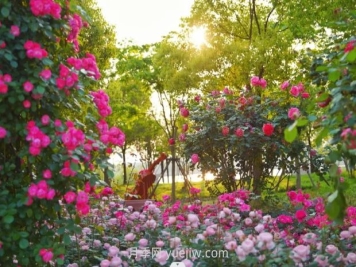 上海前滩休闲公园，月季花海盛景等你赏