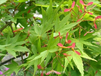 鸡爪槭和红枫的区别，四大不同之处