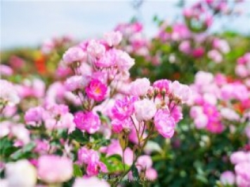 郑州伏羲山百亩玫瑰花盛放，上万株玫瑰美成了画