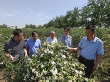 唐河唐栀子，地标农产品成农民增收致富的朝阳产业