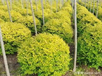 荆门沙洋县十里铺镇4万亩苗木成为致富的绿色产业