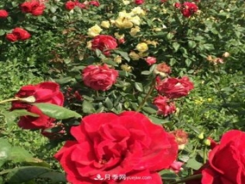 山西运城农民柳庚申建当地精品月季园，种植300多个月季花品种