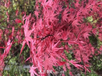 鸡爪槭和红枫的区别，叶片、枝干、花果期