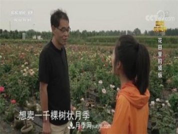 央视《田间示范秀》播出南阳月季种植故事《花田里的烦恼》